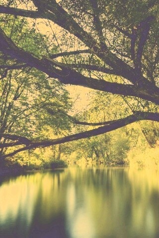 Спокойная лесная река обои