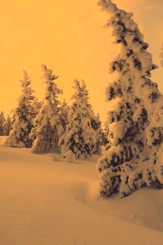 Ели в снегу обои