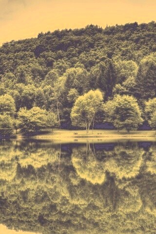 Лесной берег обои