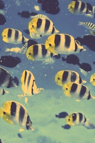 Косяк тропических рыбок обои