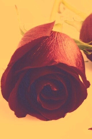 Две красные розы обои