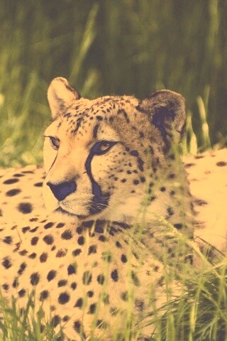 Два изящных гепард в природе обои
