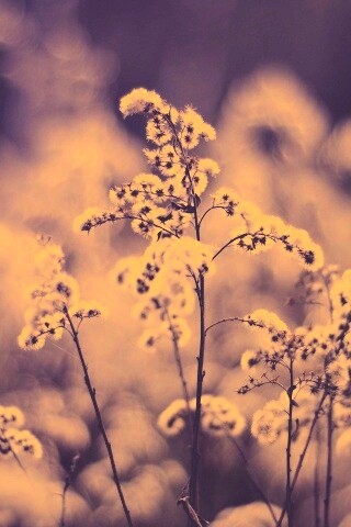 Сиреневые цветы обои