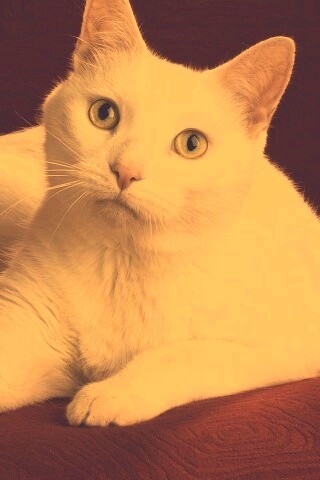 Белой кот на красном диване обои