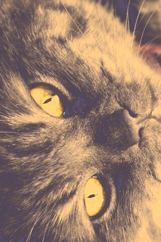 Игривый котёнок обои