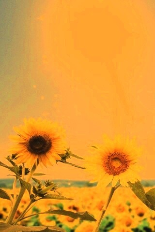 Подсолнухи не смотрят на солнце обои