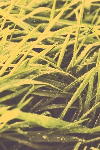 Роса на траве обои