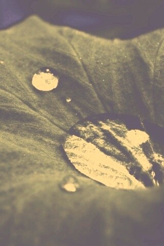 Капля в листе обои