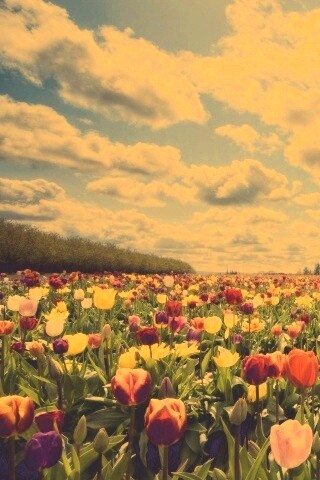 Поле тюльпанов обои