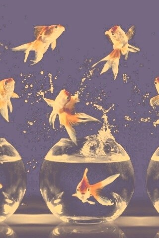 Аквариумы жонглируют рыбами обои