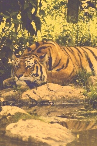 Тигр отдыхает обои