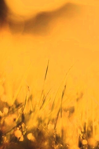 Красивая сочная трава обои