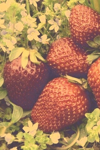 Клубника обои