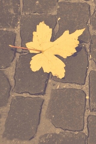 Упавший лист на мостовой обои