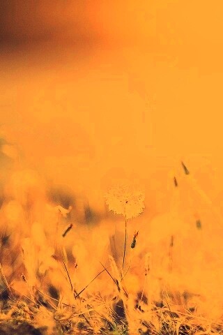 Летняя трава обои