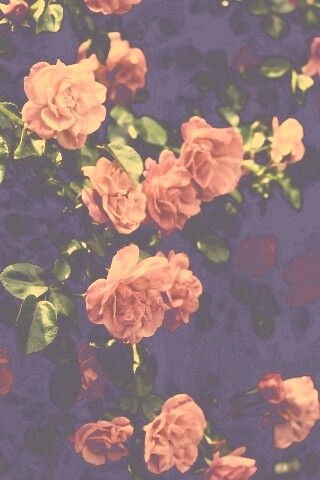 Розовый куст обои