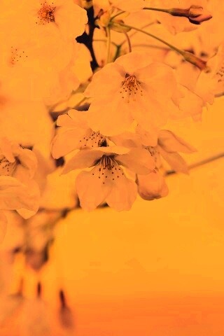 Цветение вишни обои