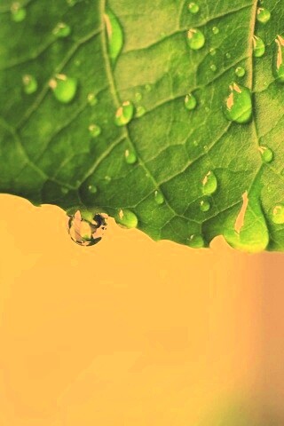 Роса на листе в макро обои