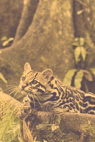 Оцелот обои