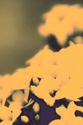 Белоснежные цветочки обои