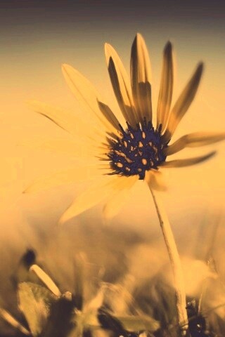 Летний цветок на солнце обои