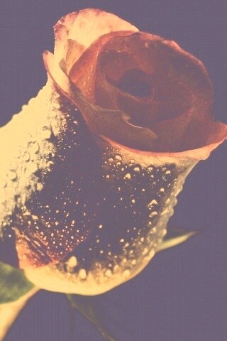 Тёмный бутон обои