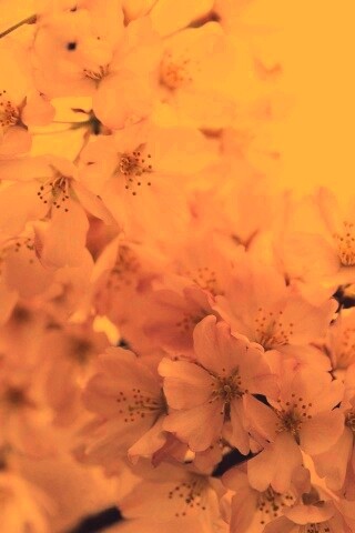 Цветение вишни обои