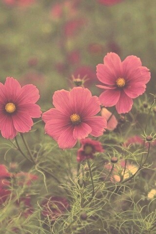 Яркие розовые цветы обои