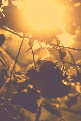 Солнце пробивается сквозь листву обои