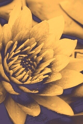 Кувшинка обои