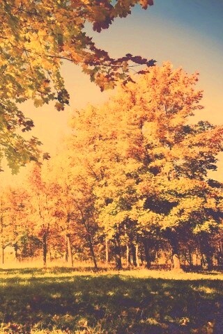 Осень в лесу обои