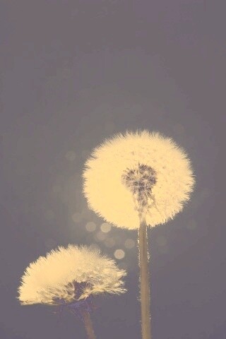 Два одуванчика обои