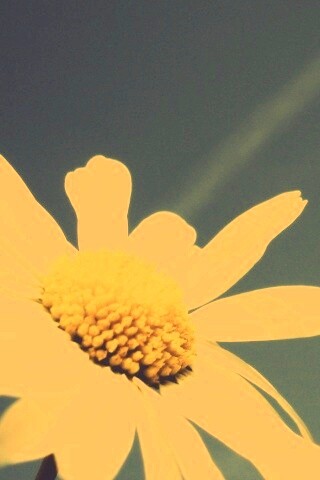 Ромашка на фоне синего неба обои