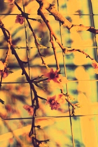 Ветка за сеткой обои