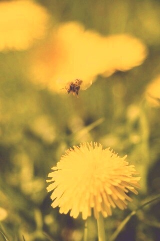 Пчёлка пролетает над одуванчиками обои