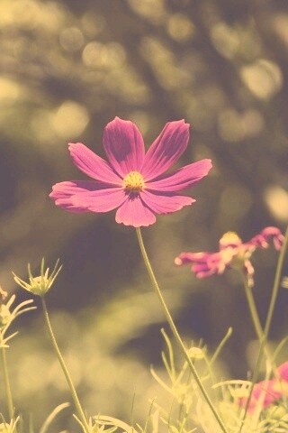 Белые и розовые цветочки обои