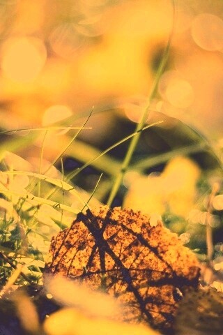 Опавший лист в траве обои