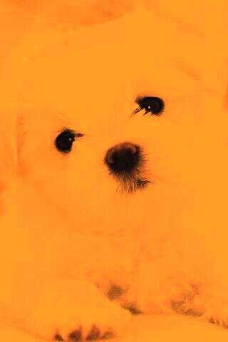 Щенок мальтийской болонки обои