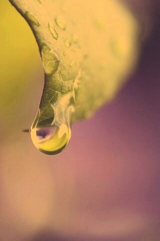 Капля на листе обои