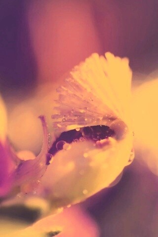 Капли на лиловом цветке обои