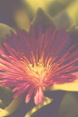 Чудесный цветок обои