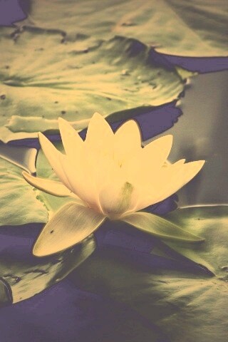 Кувшинка обои