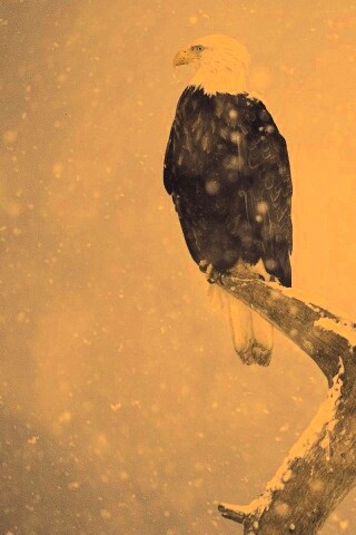 Орлы на ветке в снегопад обои