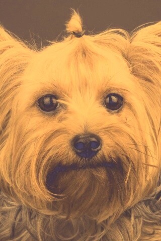 Йоркширский терьер обои