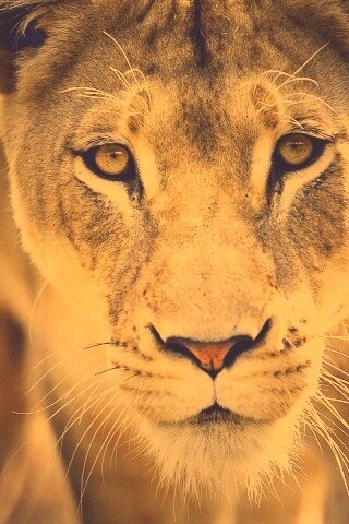 Портрет хищника обои