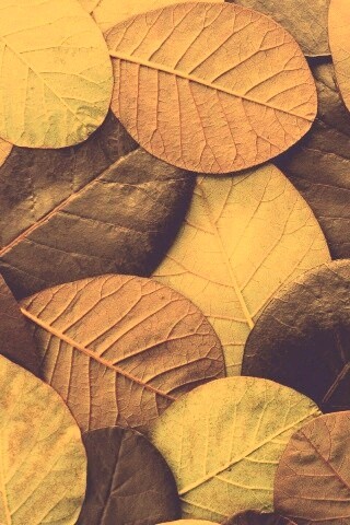 Лиственный узор обои