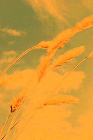 Колосья обои