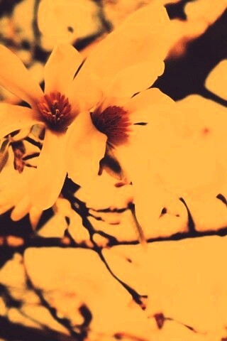 Цветы вишневого дерева обои