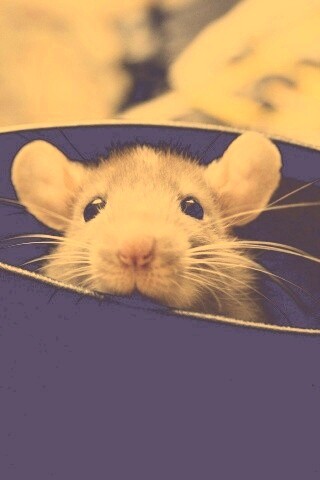 Мышонок выглядывает из ботинка обои