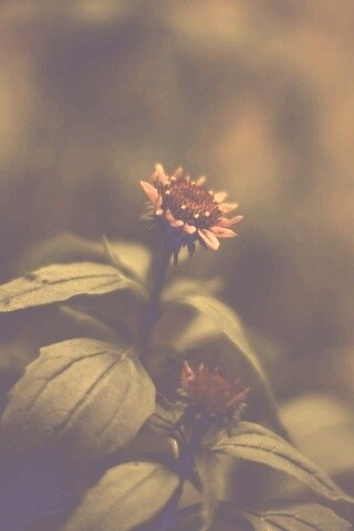 Фотография цветка обои